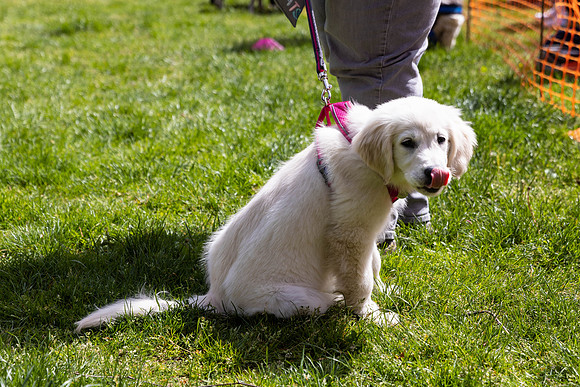 342__HebdensHappyHounds2022_May2022_cshaw