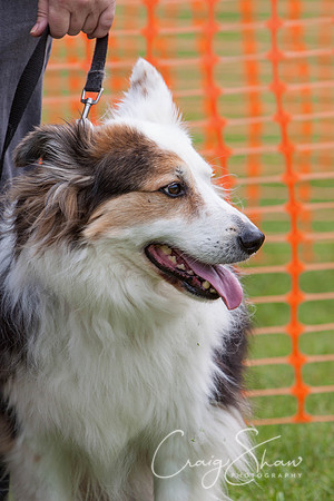 RSPCA Dog Day Afternoon