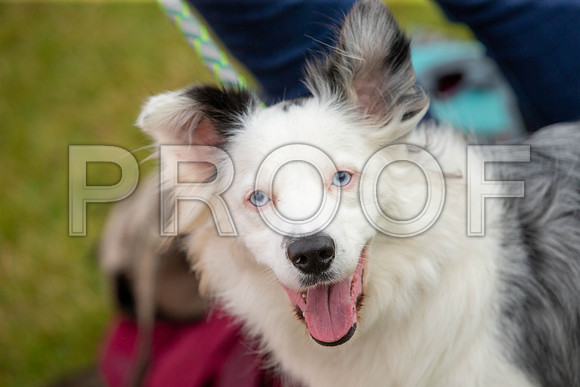 0270_SpringersFunDay2019_craigshawphoto