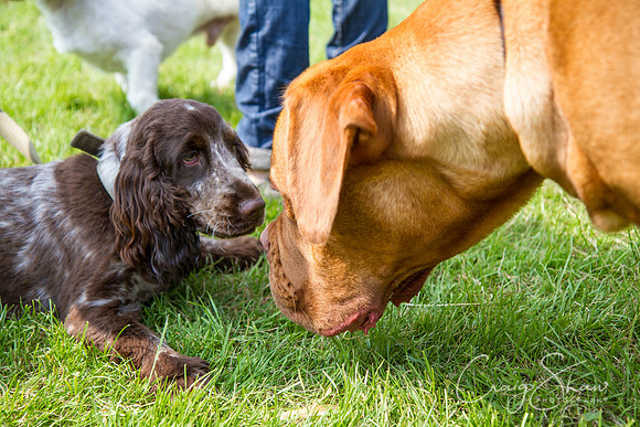 RSPCA Dog Day Afternoon