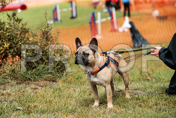 3280_SpringersFunDay2019_craigshawphoto