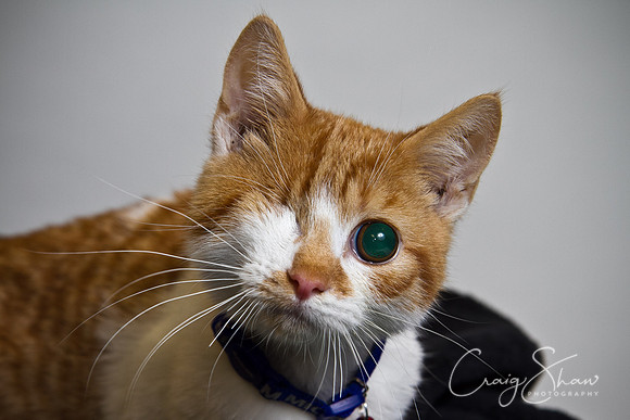 Vets4Pets RSPCA Fundraiser
