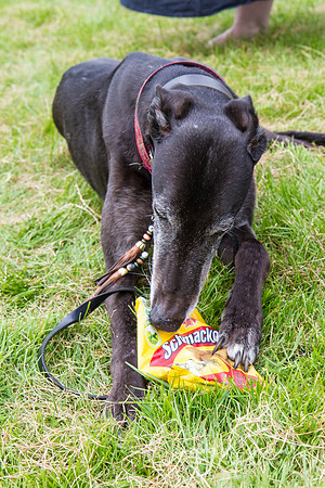 RSPCA Dog Day Afternoon