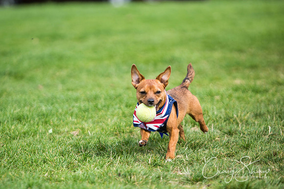 320_Woofstock2016_craigshaw