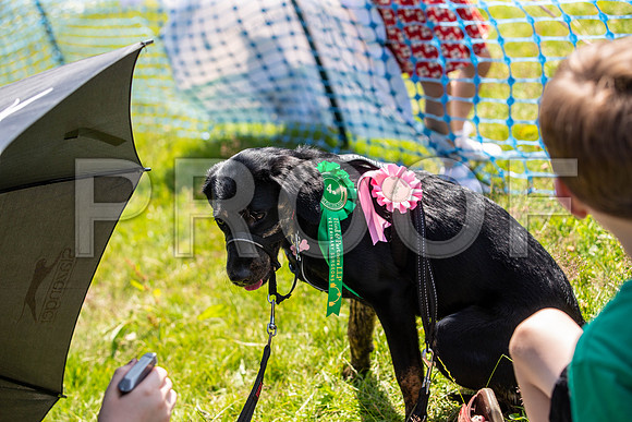 2355__PAWSFundogShow_July2022_cshaw