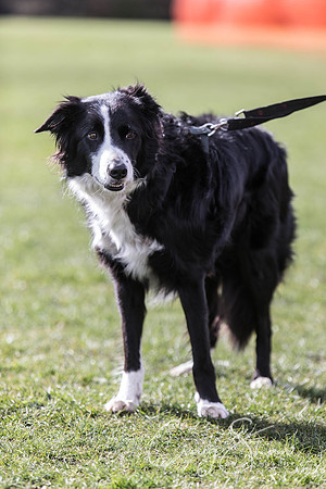 1231__SpringersFunDay_March2014_bluplanetphoto