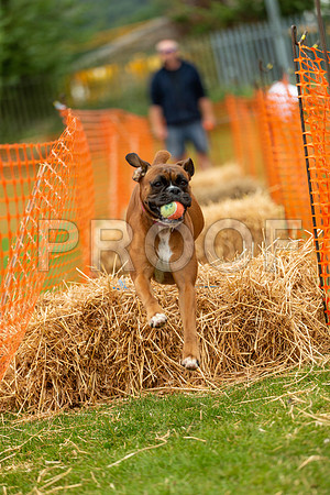 2962_SpringersFunDay2019_craigshawphoto