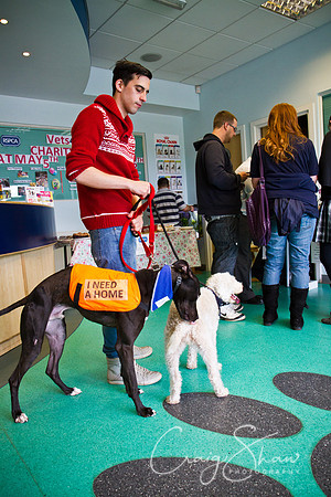 Vets4Pets RSPCA Fundraiser