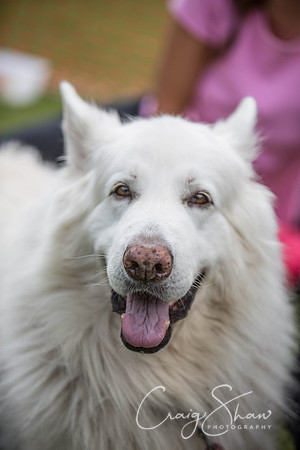 95_HebdenHappyHounds_2014_bluplanetphoto