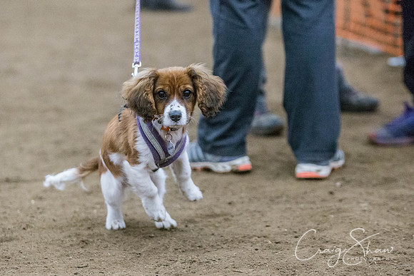 1431_springfling2015_bluplanetphoto