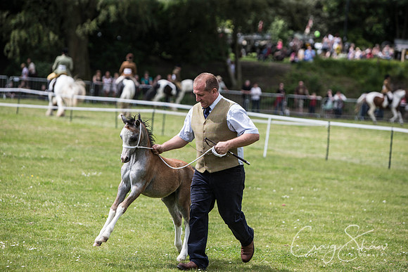 577_TodAgriculturalShow2014__bluplanetphoto