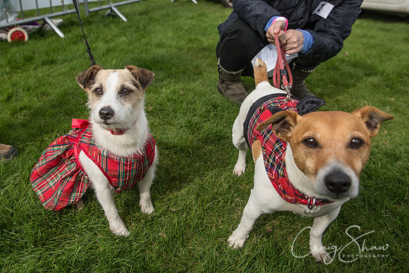 379_Woofstock2016_craigshaw