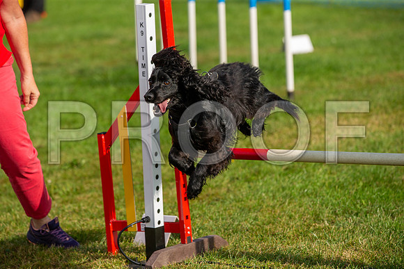 0206_SpringersFunDay2019_craigshawphoto