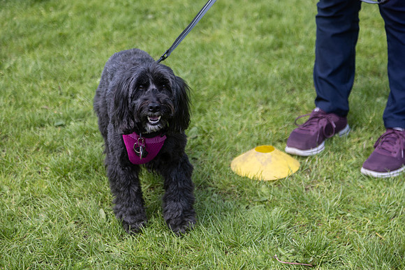 2026_HebdensHappyHounds2024_Cshaw-