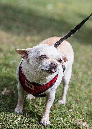 1123_BarkintheParkHuddersfield_2014_bluplanetphoto
