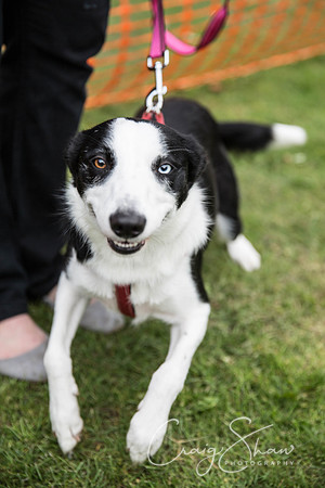 567_BarkintheParkHuddersfield_2014_bluplanetphoto