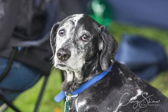 104_Woofstock2016_craigshaw