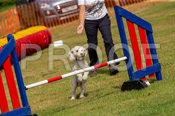 1249_SpringersFunDay2019_craigshawphoto