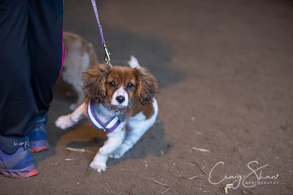 947_springfling2015_bluplanetphoto