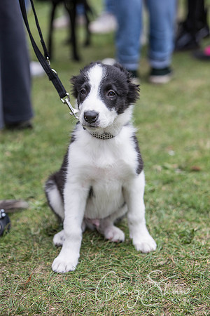372_BarkintheParkHuddersfield_2014_bluplanetphoto