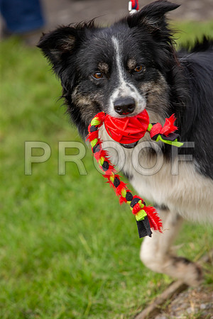 1468_SpringersFunDay2019_craigshawphoto