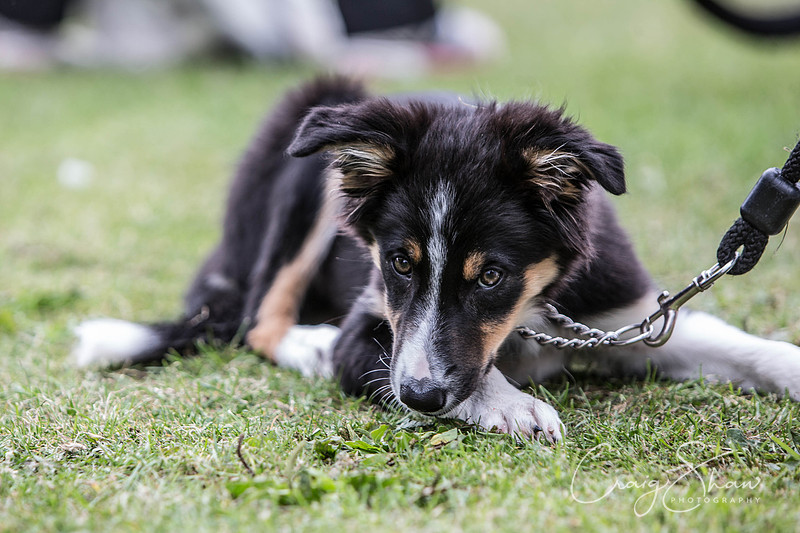 950_BarkintheParkHuddersfield_2014_bluplanetphoto