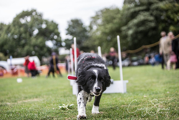 1759_BarkintheParkHuddersfield_2014_bluplanetphoto