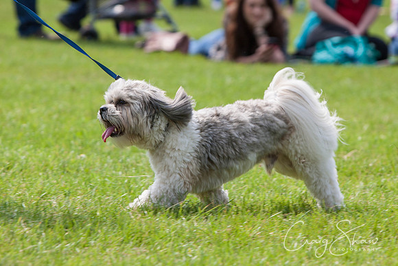 RSPCA Dog Day Afternoon