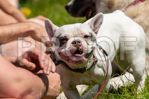 2027__PAWSFundogShow_July2022_cshaw