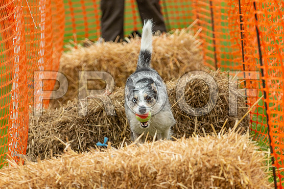 2098_SpringersFunDay2019_craigshawphoto