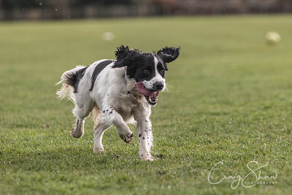 1447__SpringersFunDay_March2014_bluplanetphoto