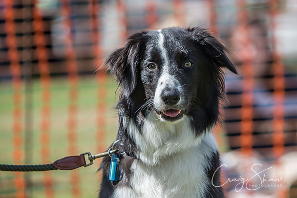 952_K9Partyinthepark2014_RSPCAHalifax_bluplanetphoto