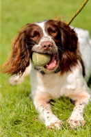 3314_SpringersFunDay2019_craigshawphoto