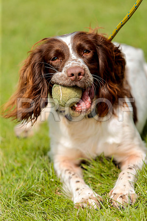 3314_SpringersFunDay2019_craigshawphoto