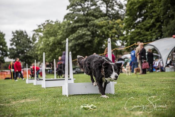 1700_BarkintheParkHuddersfield_2014_bluplanetphoto