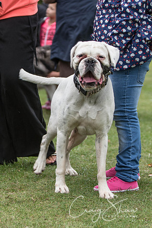 111_BarkintheParkHuddersfield_2014_bluplanetphoto