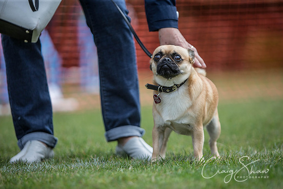 179_HebdenHappyHounds_2014_bluplanetphoto
