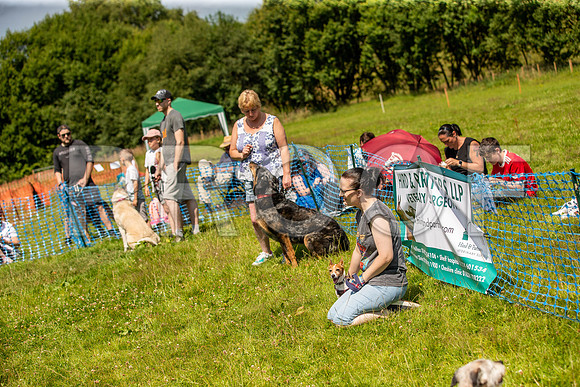 1940__PAWSFundogShow_July2022_cshaw