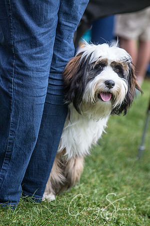 274_K9Partyinthepark2014_RSPCAHalifax_bluplanetphoto
