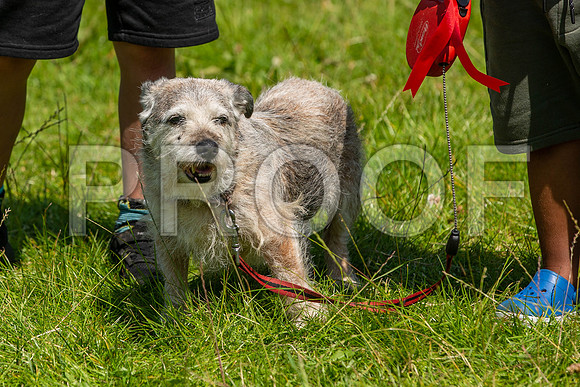 1996__PAWSFundogShow_July2022_cshaw