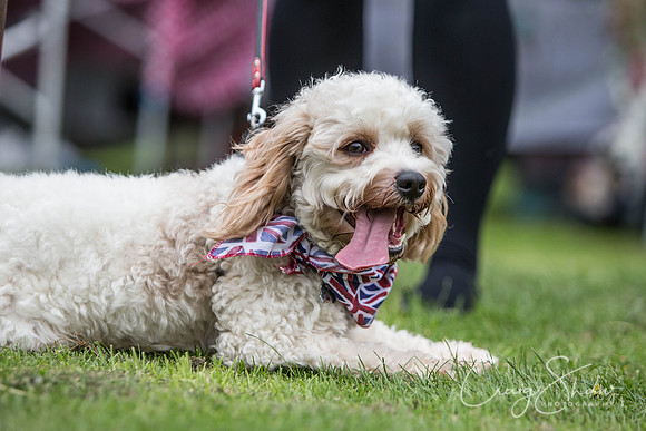 1227_BarkintheParkHuddersfield_2014_bluplanetphoto