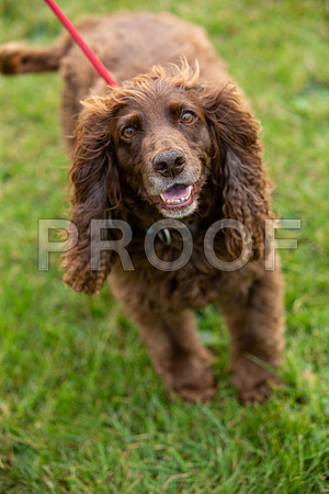 0315_SpringersFunDay2019_craigshawphoto