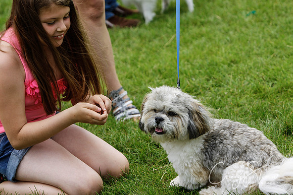 RSPCA Dog Day Afternoon