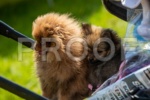 2222__PAWSFundogShow_July2022_cshaw