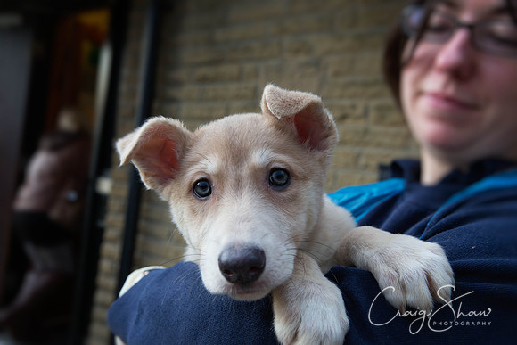 490_RSPCA_Christmas_Dec2013_bluplanetphoto