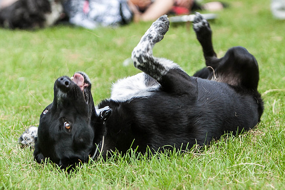 RSPCA Dog Day Afternoon