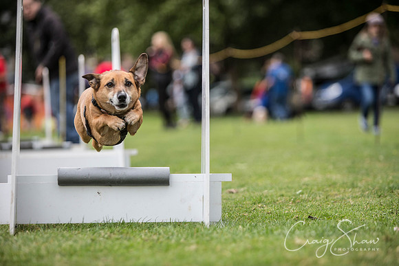 1785_BarkintheParkHuddersfield_2014_bluplanetphoto