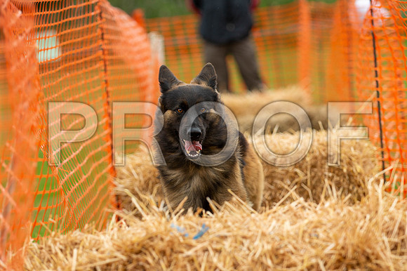 2142_SpringersFunDay2019_craigshawphoto