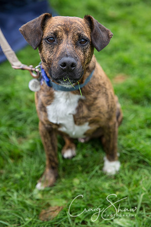 716_Woofstock2016_craigshaw