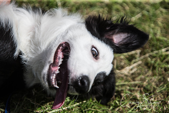 169_TodAgriculturalShow2014__bluplanetphoto